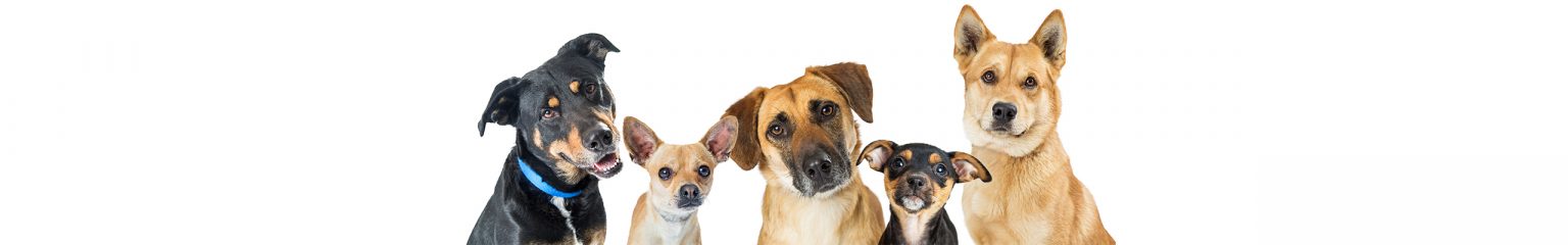 Banner Honden | Dierenopvangtehuis de Bommelerwaard