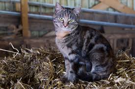 Boer zoekt kat | Dierenopvangtehuis de Bommelerwaard