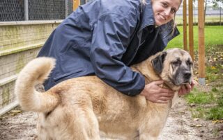 Stagiair | Dierenopvangtehuis de Bommelerwaard