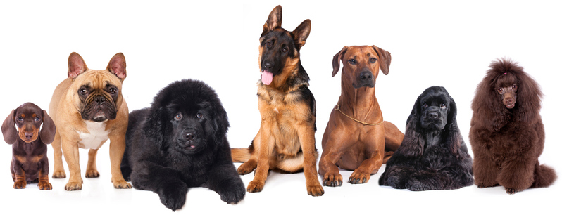Hondengroep | Dierenopvangtehuis de Bommelerwaard