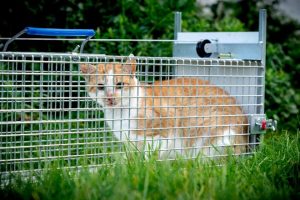 Gevangen kat | Dierenopvangtehuis de Bommelerwaard