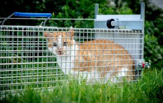 Gevangen kat | Dierenopvangtehuis de Bommelerwaard