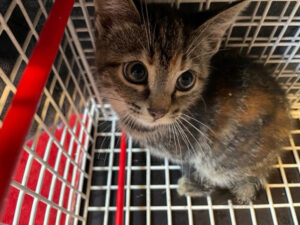 Gevangen kat | Dierenopvangtehuis de Bommelerwaard