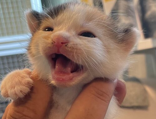Kittens gevonden? Wat te doen