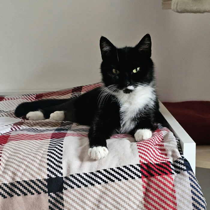 Bibi