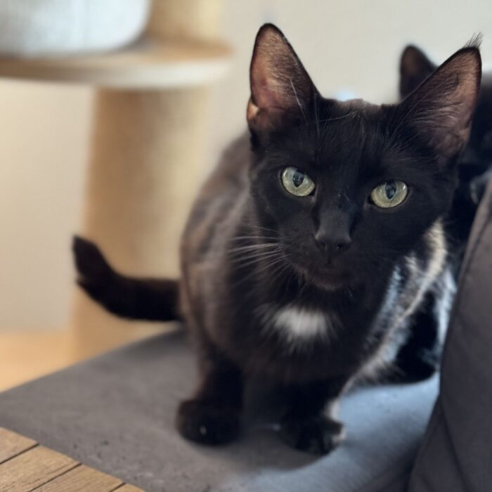 Bella