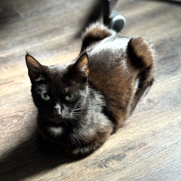 Bella - Afbeelding 2