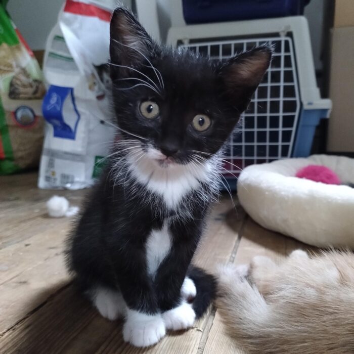JJ