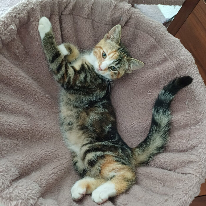 Ayla