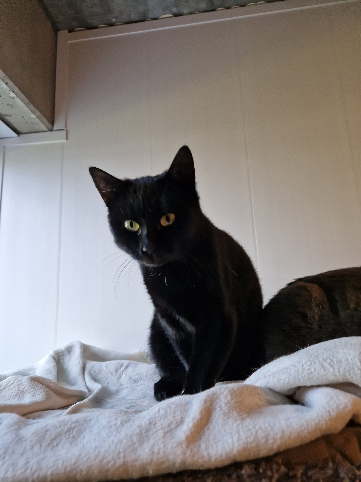 Bessie - Afbeelding 2