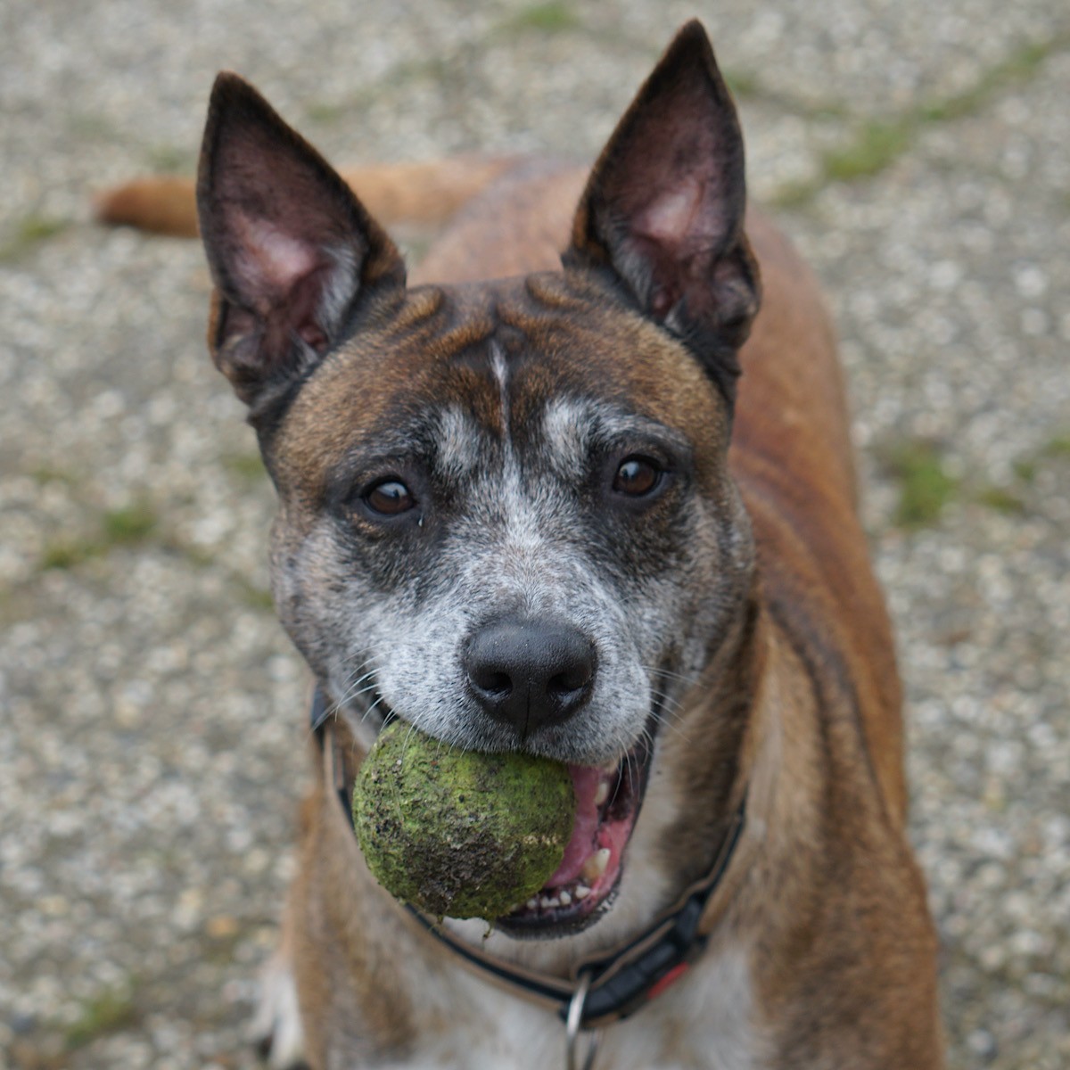 Boef en Cyta - Afbeelding 4