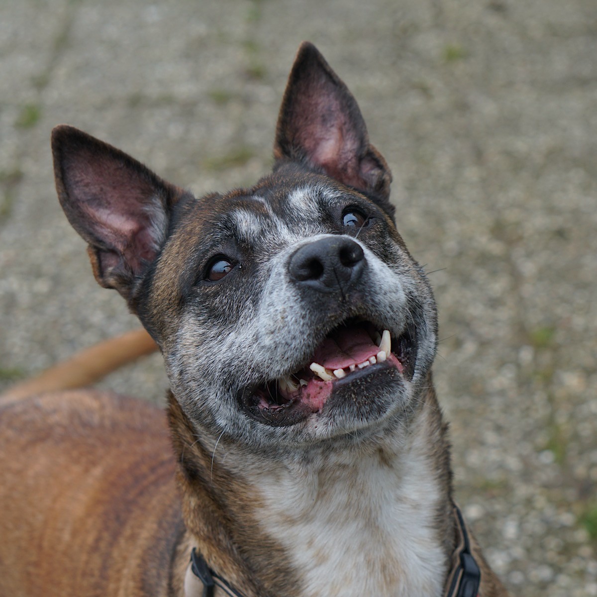 Boef en Cyta - Afbeelding 5