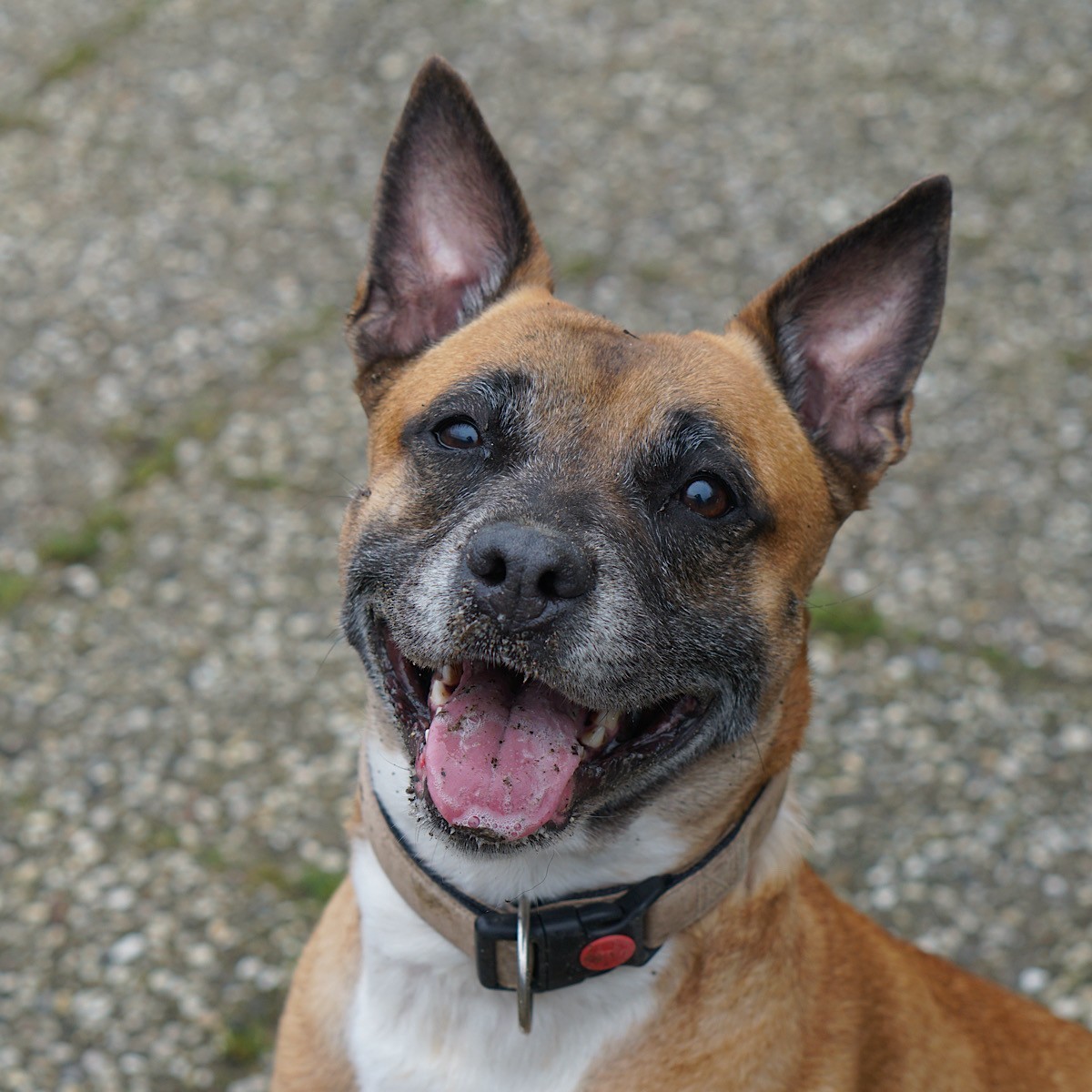 Boef en Cyta - Afbeelding 6