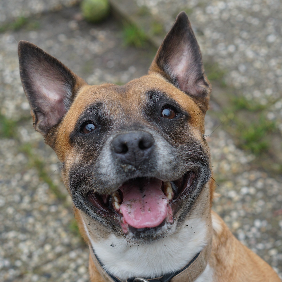 Boef en Cyta - Afbeelding 3