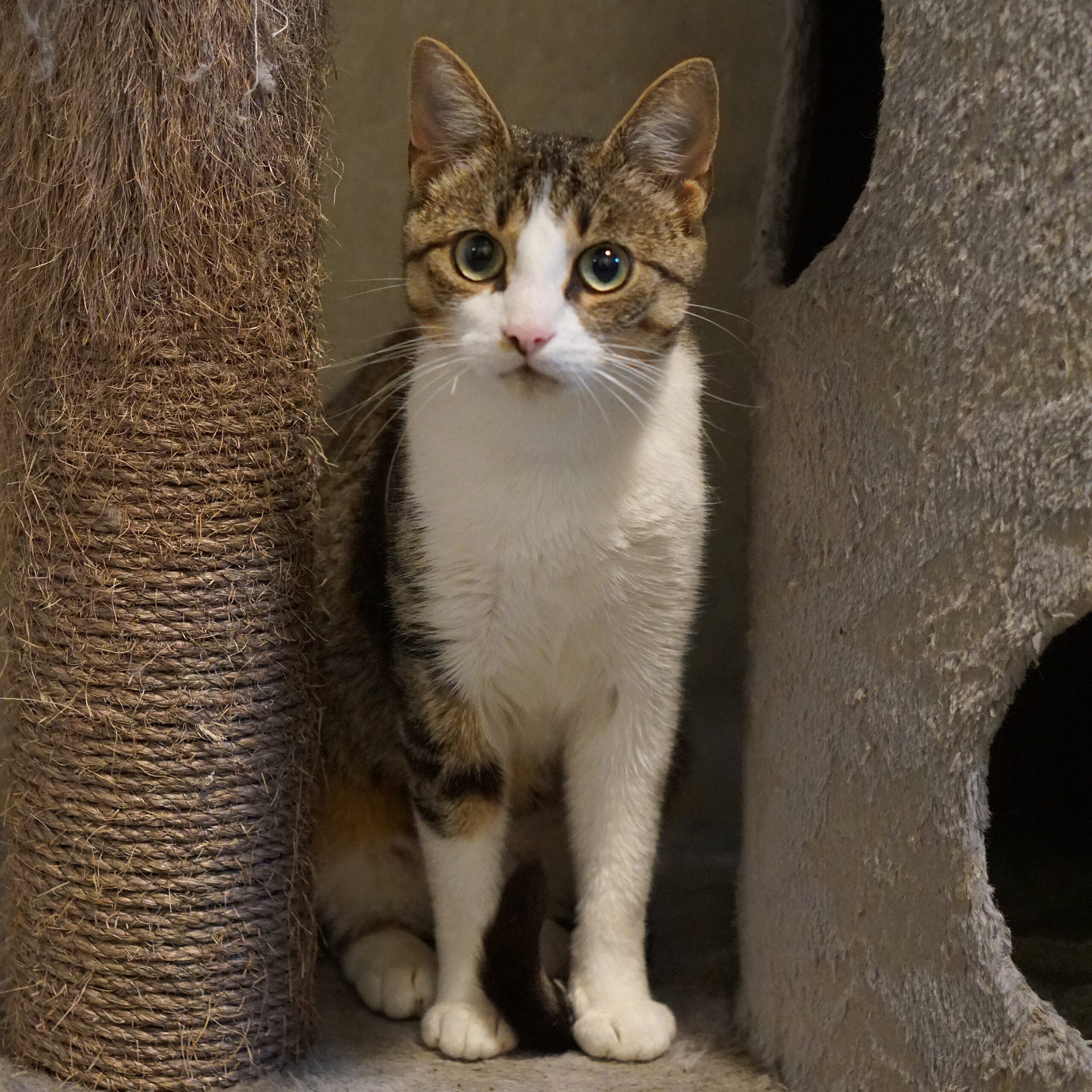 Tijgerinnetje - Afbeelding 3