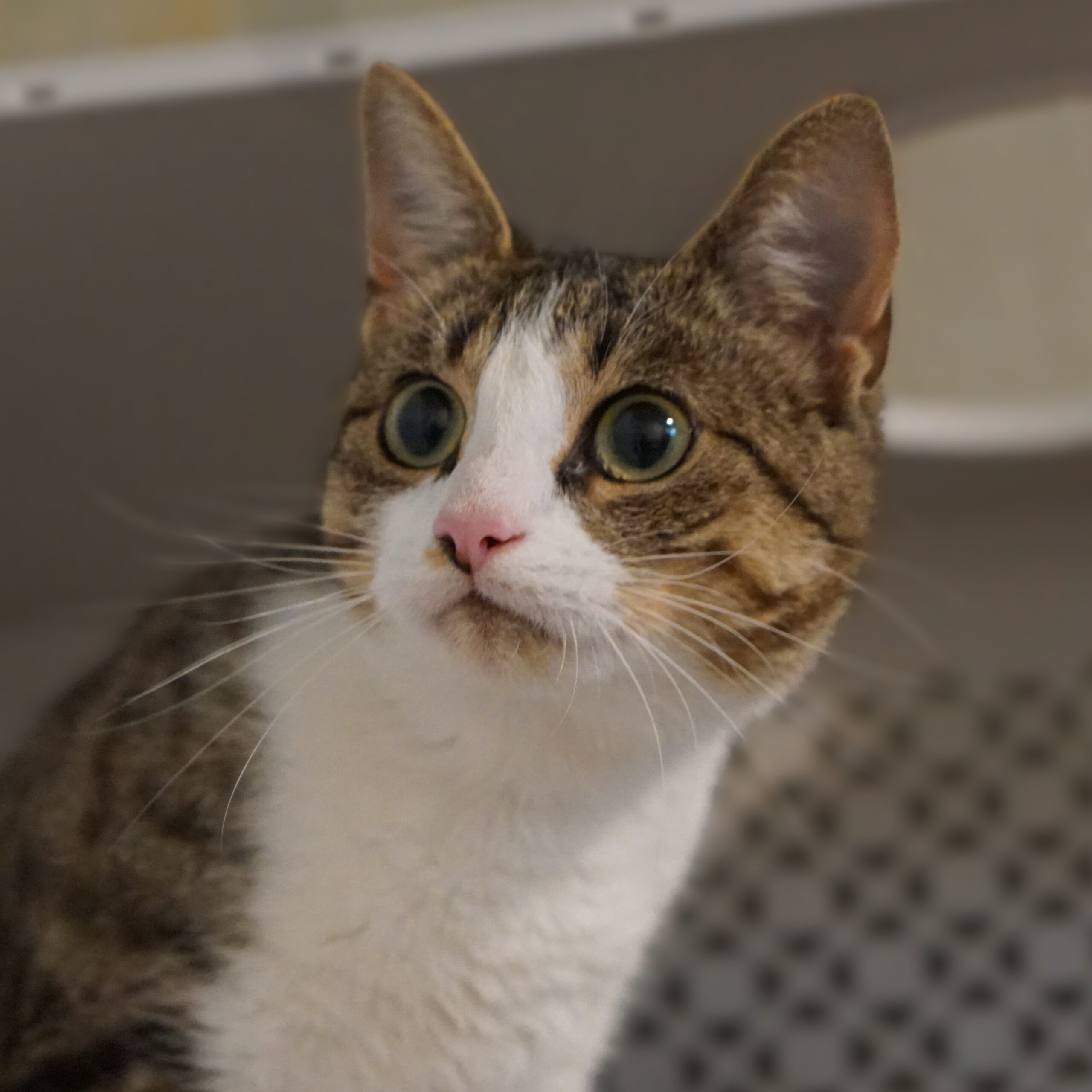 Tijgerinnetje - Afbeelding 4