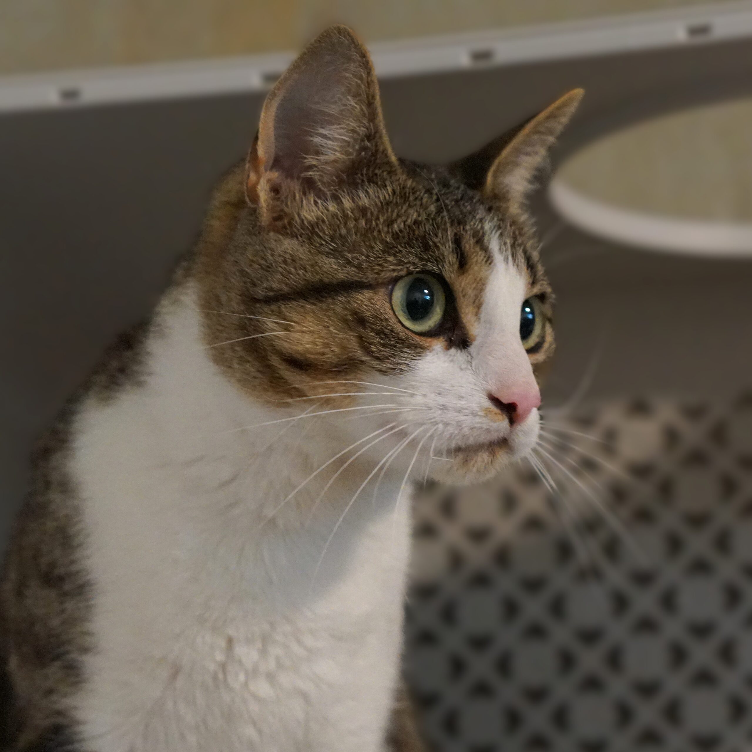 Tijgerinnetje - Afbeelding 2