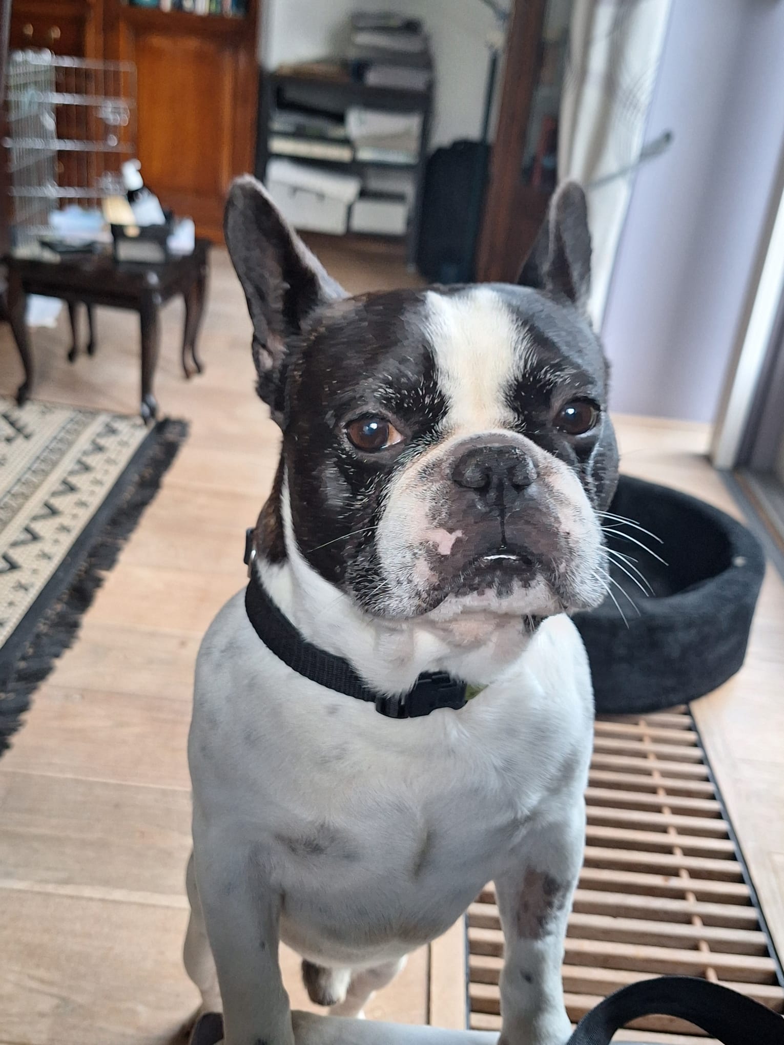 Bobbie - Afbeelding 2