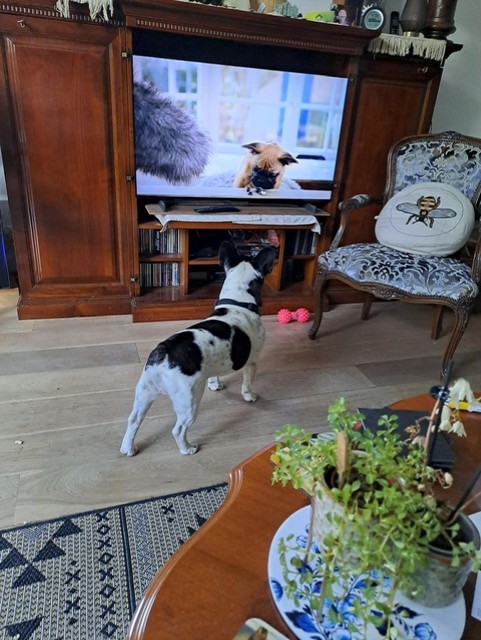 Bobbie - Afbeelding 3