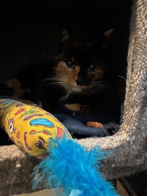 Brynn - Afbeelding 3