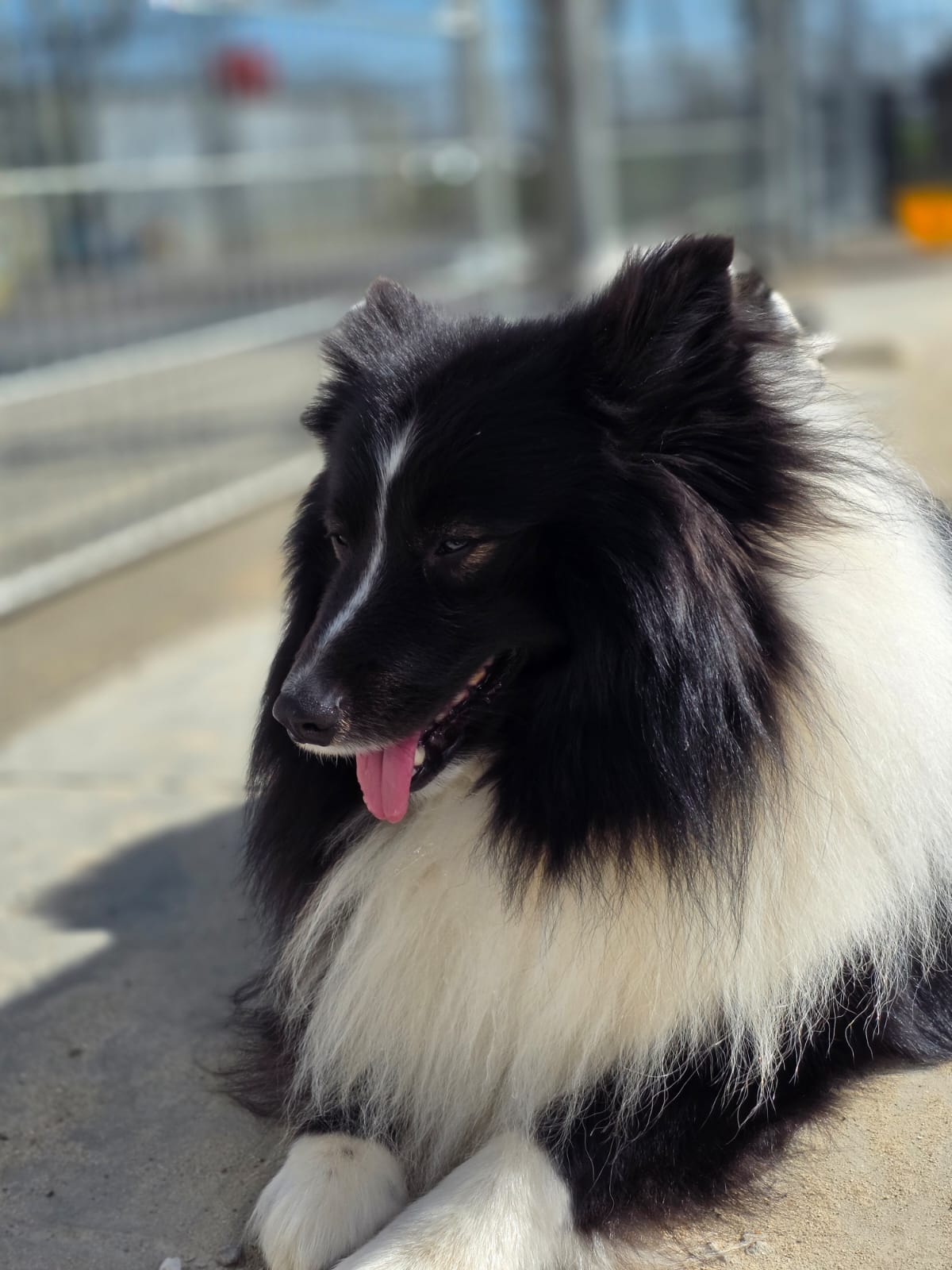 Bobby - Afbeelding 4