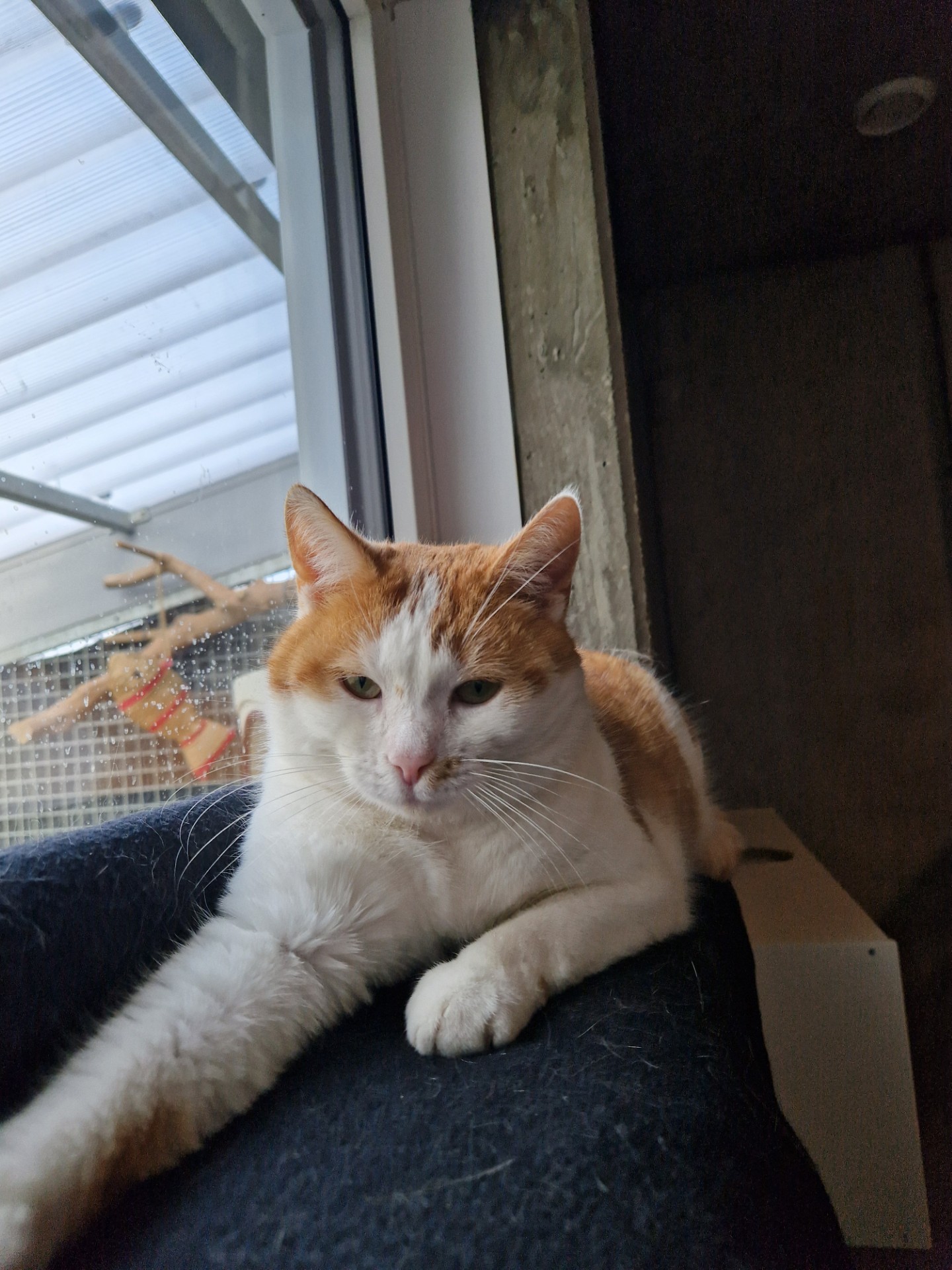 Boefje - Afbeelding 2