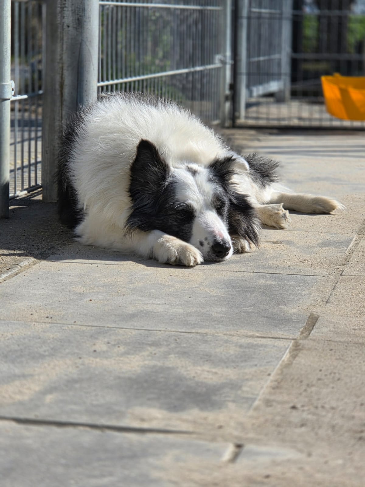 Rex en Bobby - Afbeelding 7