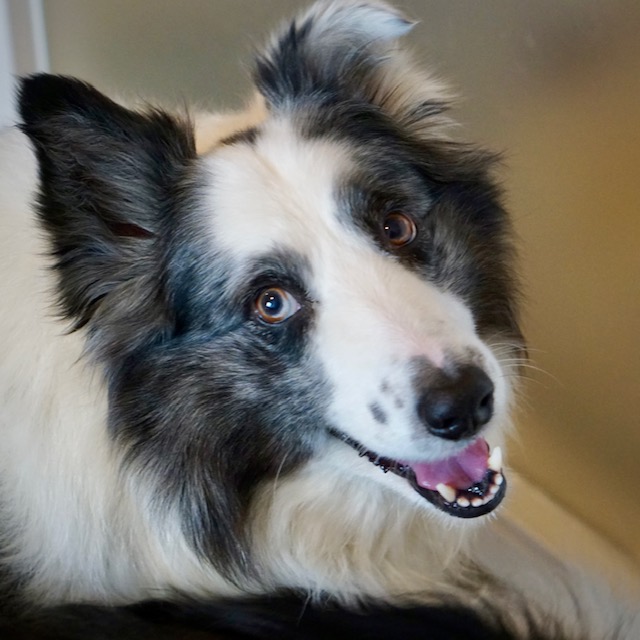 Rex en Bobby - Afbeelding 2