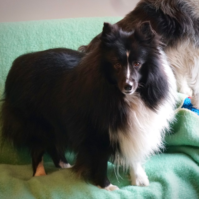 Rex en Bobby - Afbeelding 5