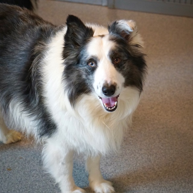 Rex en Bobby - Afbeelding 4