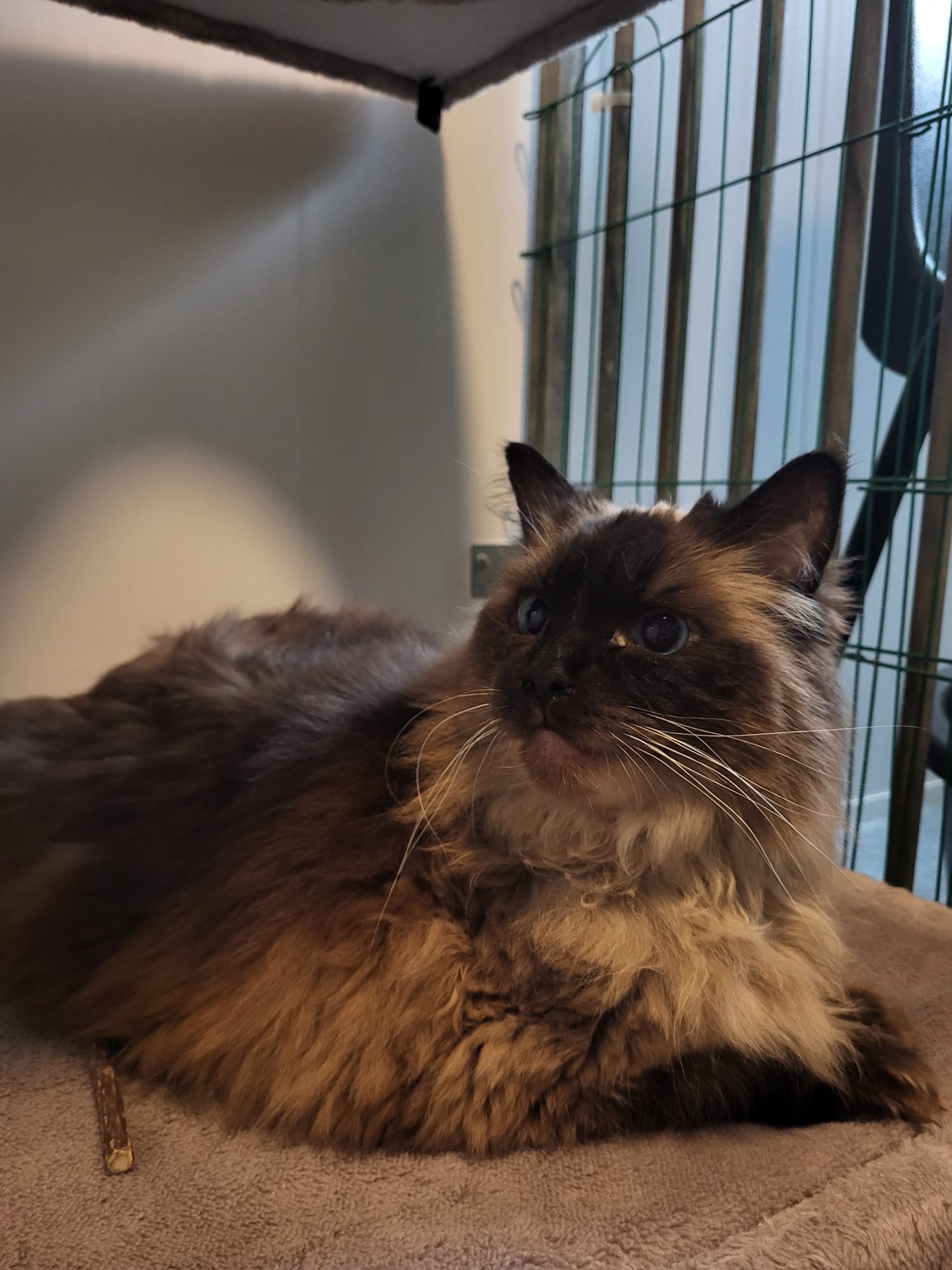 Smokey en Miko - Afbeelding 6