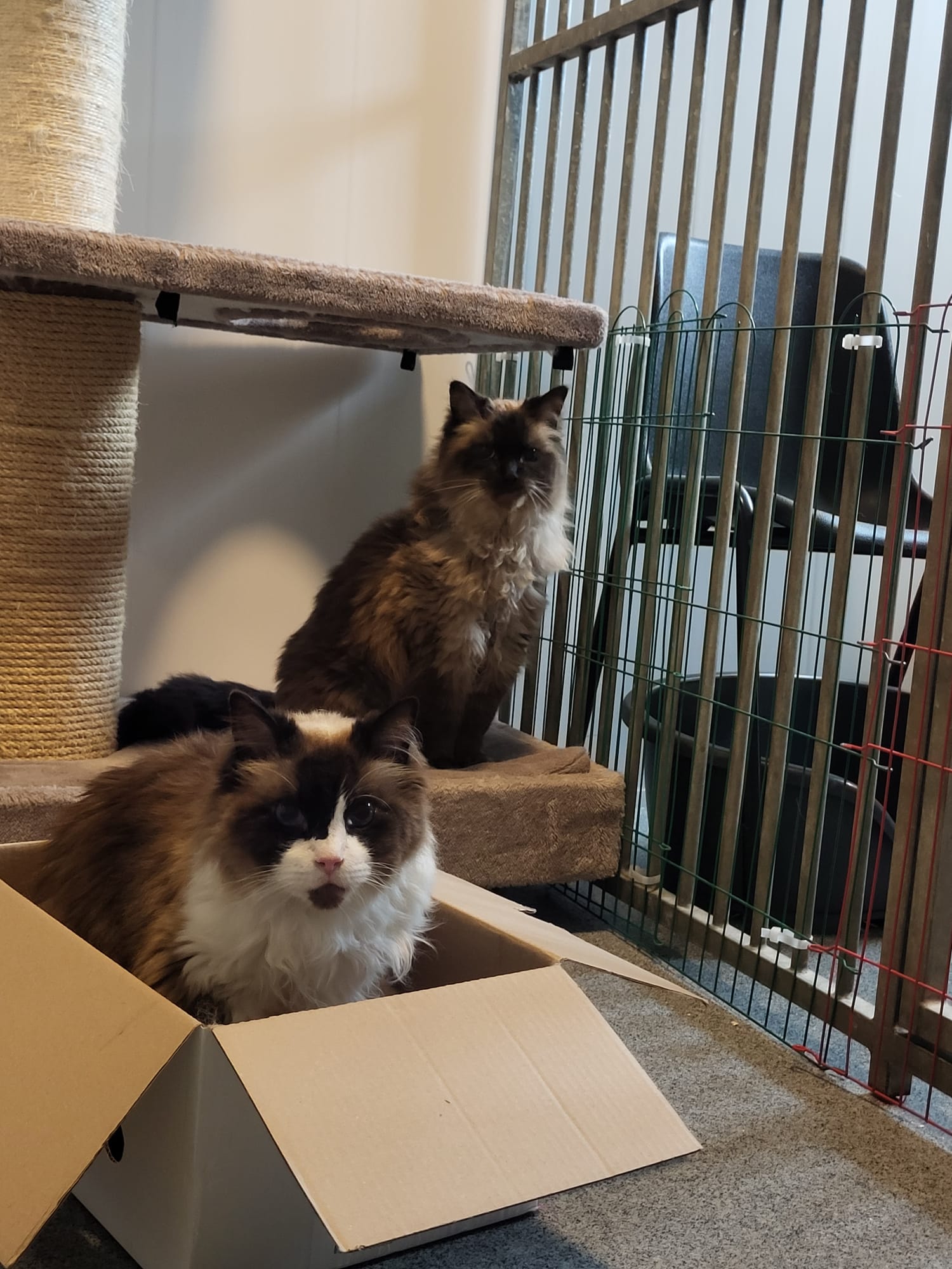 Smokey en Miko - Afbeelding 4