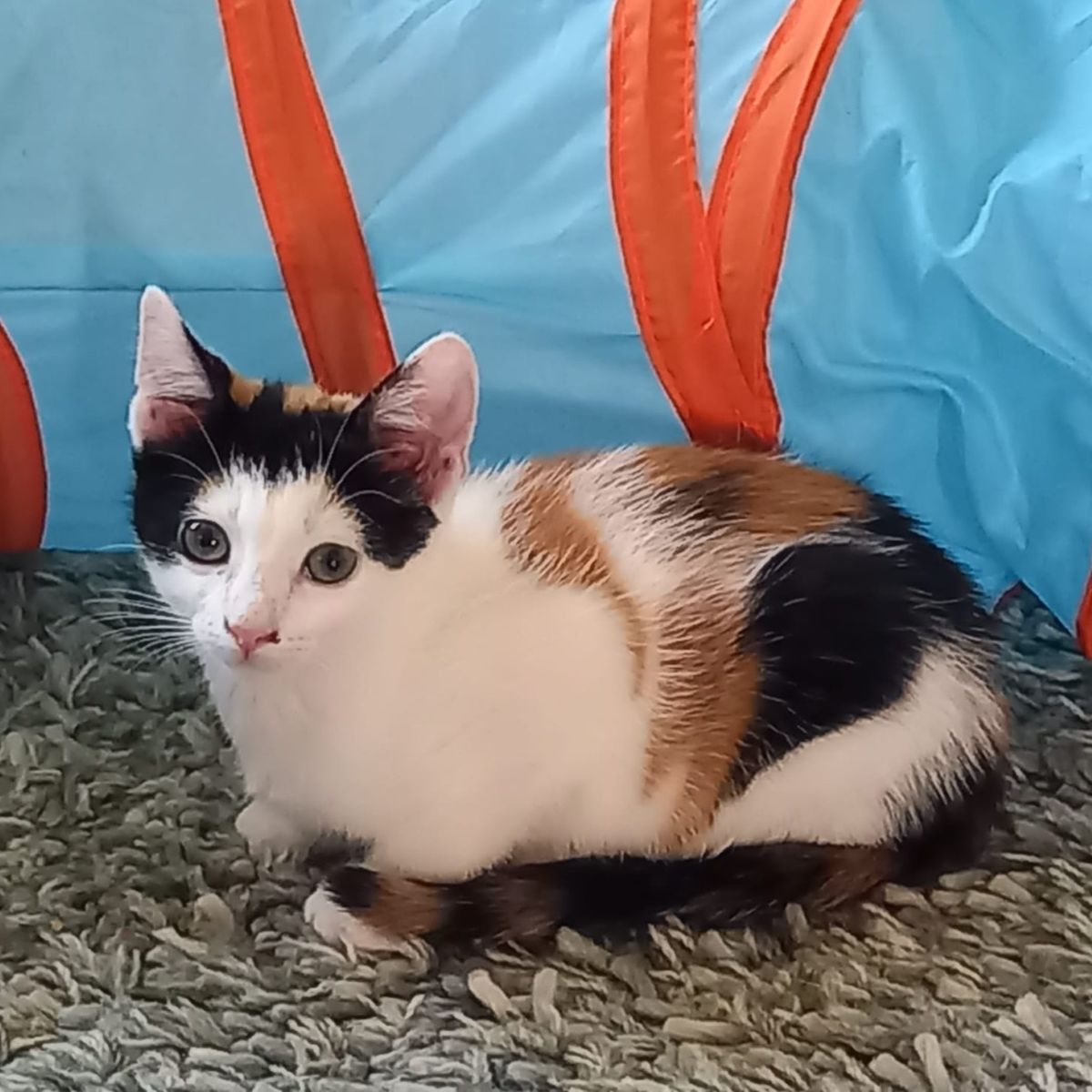 Pebbles
