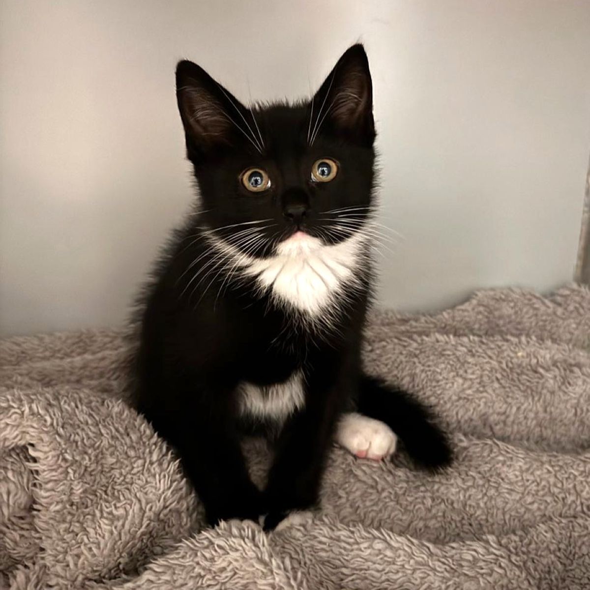 Nyx